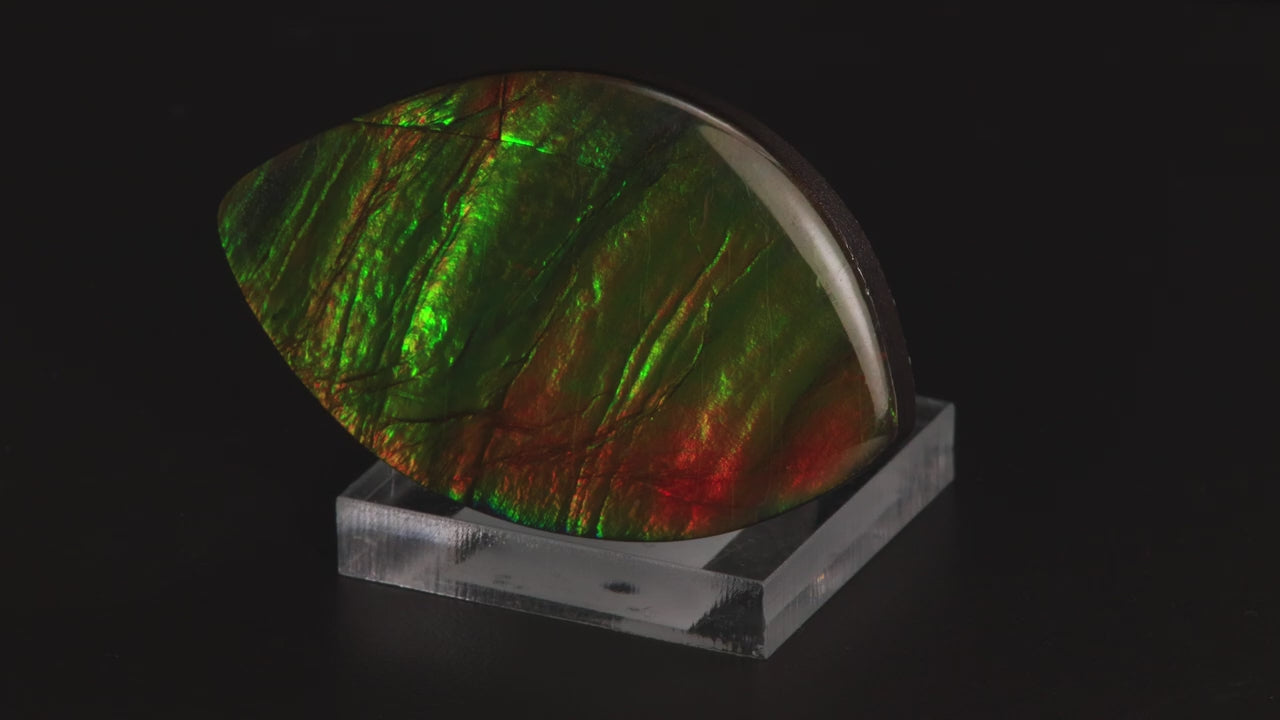 Freeform Cabochon Ammolite Gem 63.75 Carats