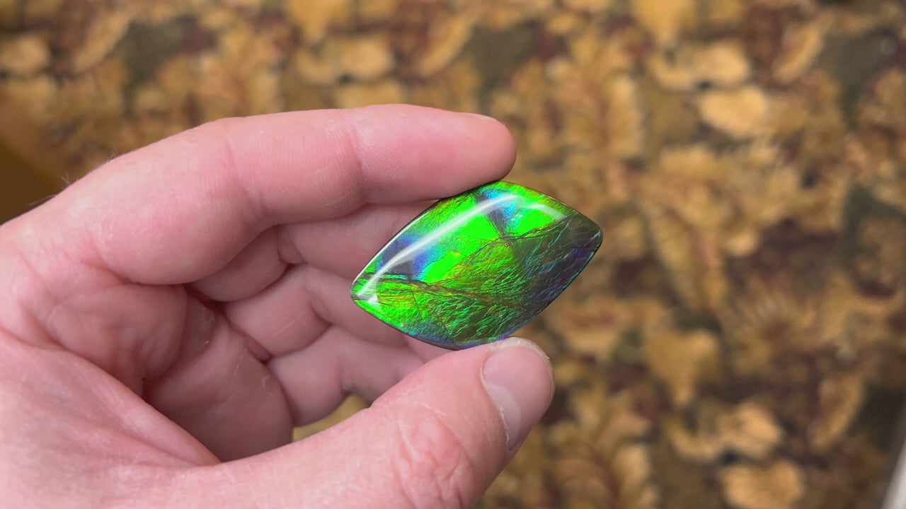 Freeform Cabochon Ammolite 51.25 Carats